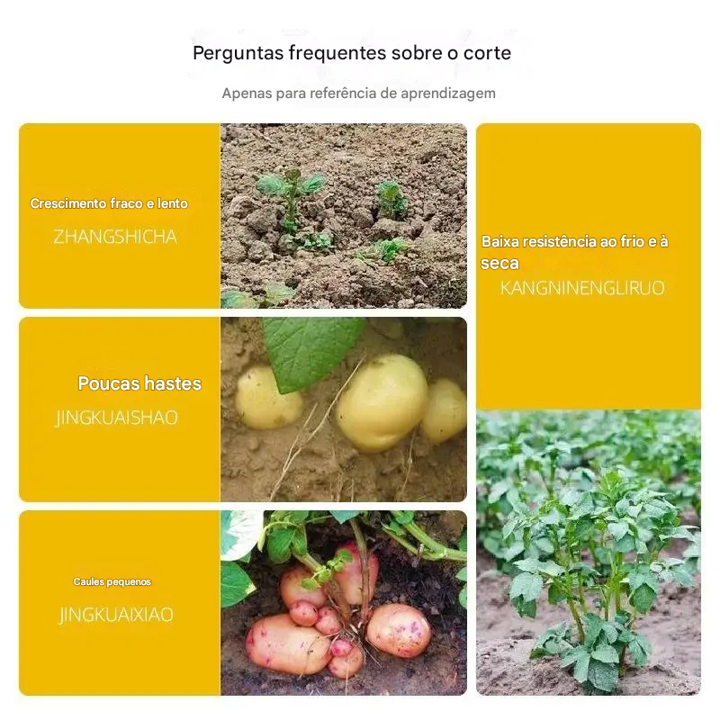 💥Super concentrato💥【5/10/20 sacchetti】"Magic Potato" Fertilizzante fogliare solubile per patate, arachidi, patate dolci, ravanelli, taro e cipolle: stimola le radici e aumenta le rese.
